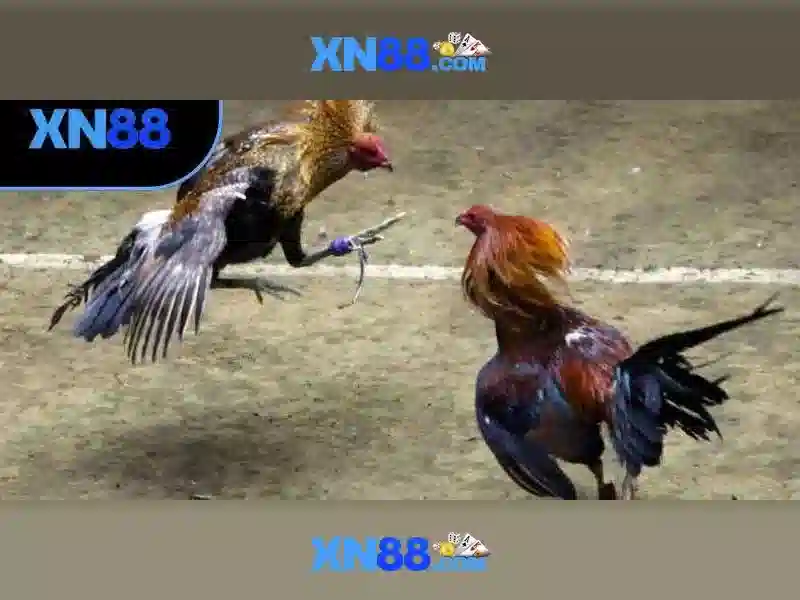 Định vị Xn88 trên thị trường