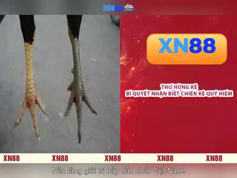 Giới thiệu về xn88<p><span style=
