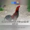 xn88 app com – Khám phá nền tảng và trải nghiệm số dẫn đầu